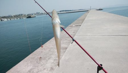 風が無く最高の釣り日和でした