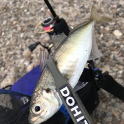 ええアジ居ました