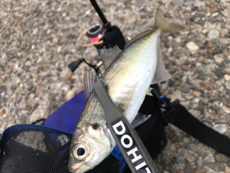 ええアジ居ました