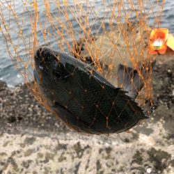 釣り人ほぼ1人 午後15から1730分まで爆釣