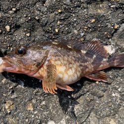 和歌浦で穴釣り