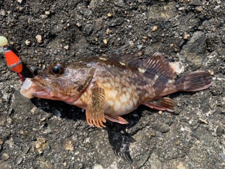 和歌浦で穴釣り