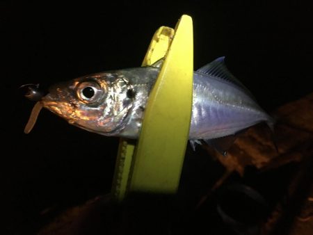 自粛なんですが…