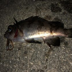 ちっさいメバル