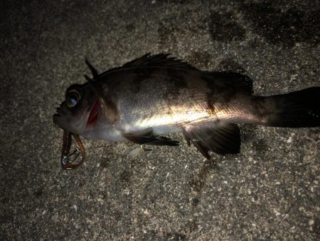 ちっさいメバル