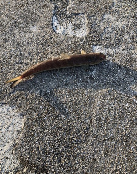 まさかのハマチ