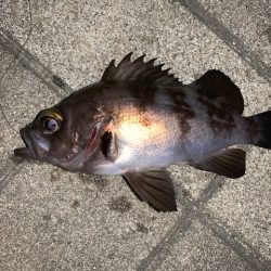 メバル　好調です