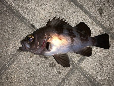 メバル　好調です