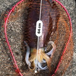 アオリイカ　３.８５Ｋｇ