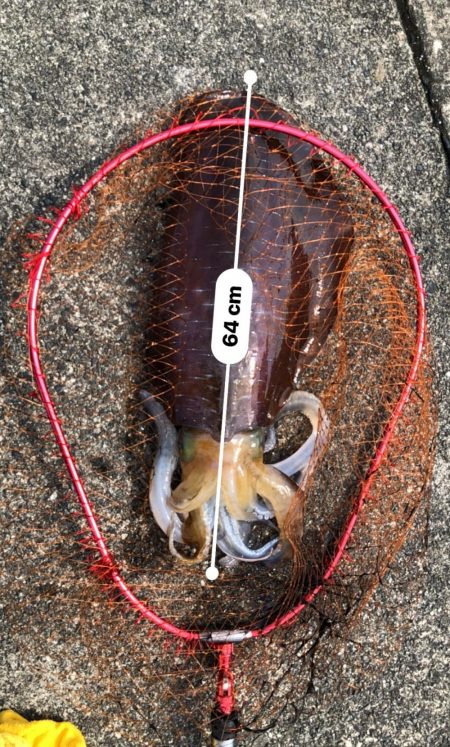 アオリイカ　３.８５Ｋｇ