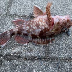 シーサイドコスモでガジラ、シーバスも