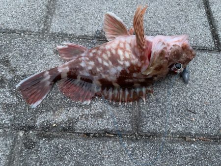 シーサイドコスモでガジラ、シーバスも