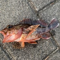 シーバス　好調