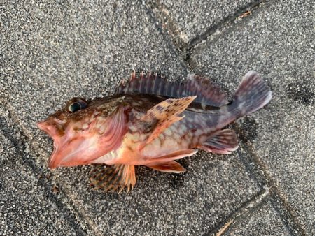 シーバス　好調