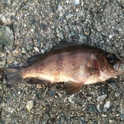 好調です、春告魚