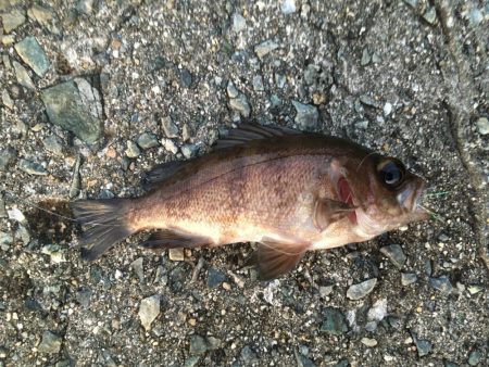 好調です、春告魚