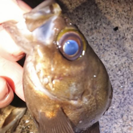 メバルプラッキング