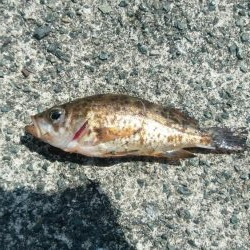 桜メインで釣行