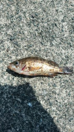 桜メインで釣行