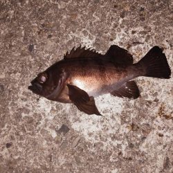 スーパームーンで大漁