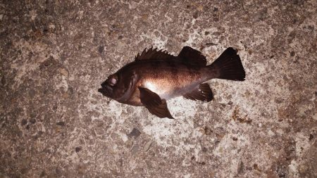 スーパームーンで大漁