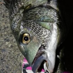 南港へち釣行 （2020/04/11 南港ヘチ釣り　真チヌ（46cm） 釣果有り）