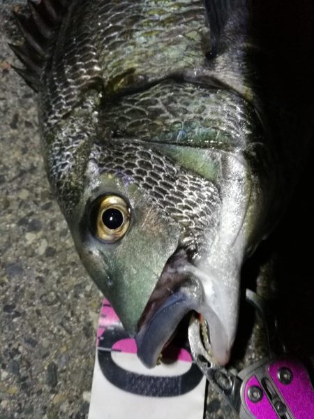 南港へち釣行 （2020/04/11 南港ヘチ釣り　真チヌ（46cm） 釣果有り）