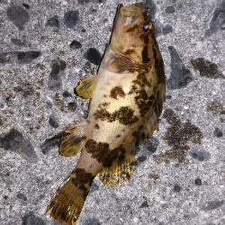 ガシラ、メバル、カニ！