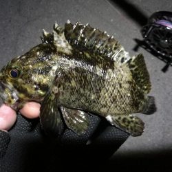 南港へち釣行 (2020/04/12 南港ヘチ釣り キビレチヌ(39cm)クロソイ 釣果有り)