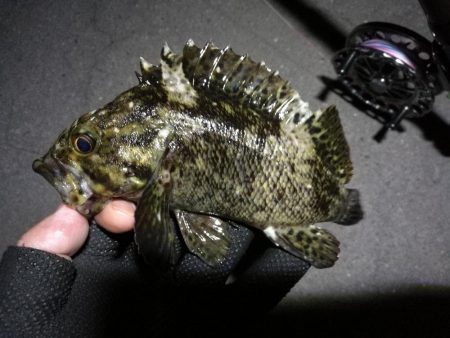 南港へち釣行 (2020/04/12 南港ヘチ釣り キビレチヌ(39cm)クロソイ 釣果有り)