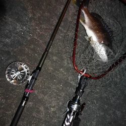 南港へち釣行 (2020/04/18 南港ヘチ釣り キビレチヌ(36.5cm)釣果有り)