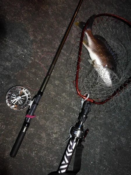 南港へち釣行 (2020/04/18 南港ヘチ釣り キビレチヌ(36.5cm)釣果有り)