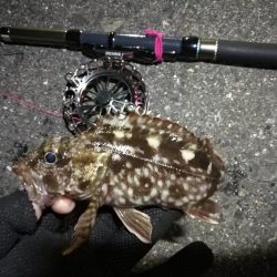 南港へち釣行 (2020/04/19 南港ヘチ釣り キビレチヌ(37cm)ガシラ 釣果有り)