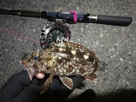 南港へち釣行 (2020/04/19 南港ヘチ釣り キビレチヌ(37cm)ガシラ 釣果有り)