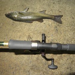 令和２年初投稿は地元シーバス！