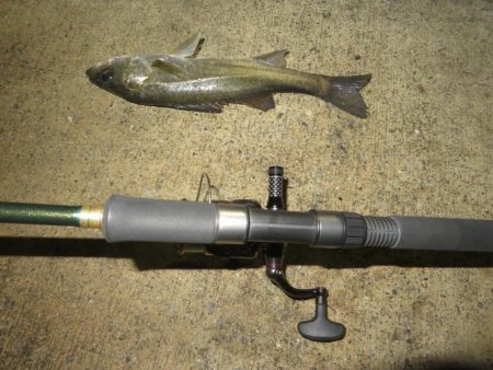 令和２年初投稿は地元シーバス！