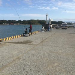 コサバ少々、ヒイラギ少々