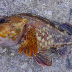 強風　こりゃダメだ❗