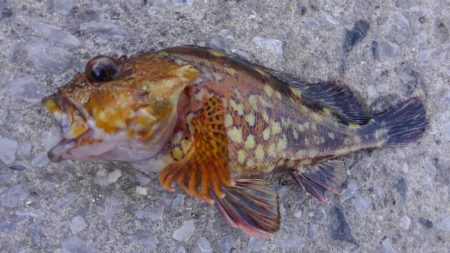 強風　こりゃダメだ❗