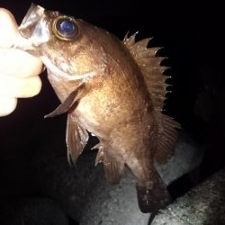 久しぶりのライトゲーム