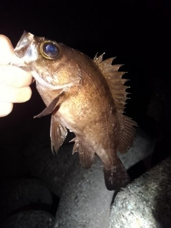 久しぶりのライトゲーム