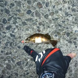 メバリングって難しいね