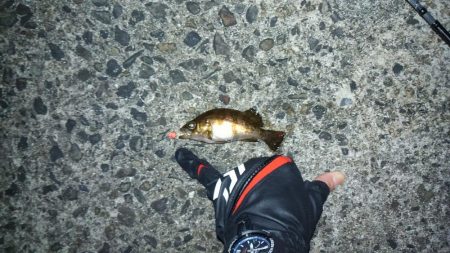 メバリングって難しいね