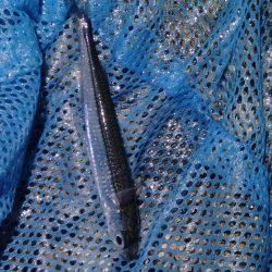 Amazonの集魚ライトで