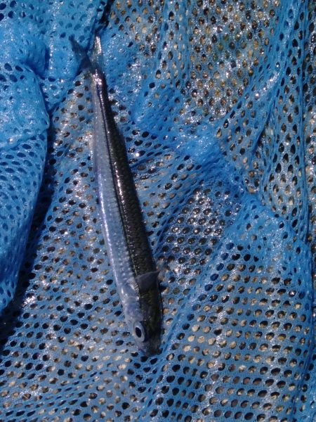 Amazonの集魚ライトで