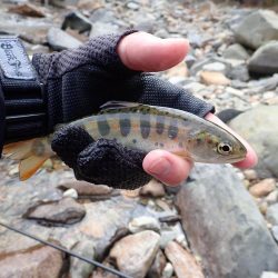 揖保川渓流釣り