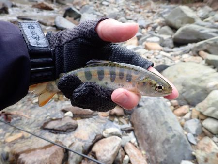 揖保川渓流釣り