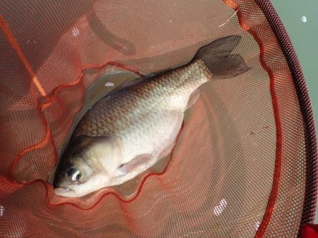 ハタキ前の尺半