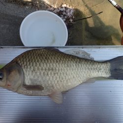 尺半まであと1mm