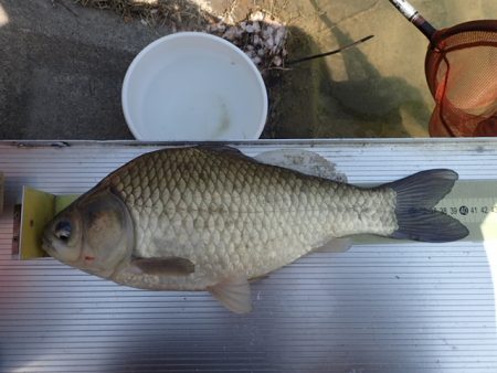 尺半まであと1mm